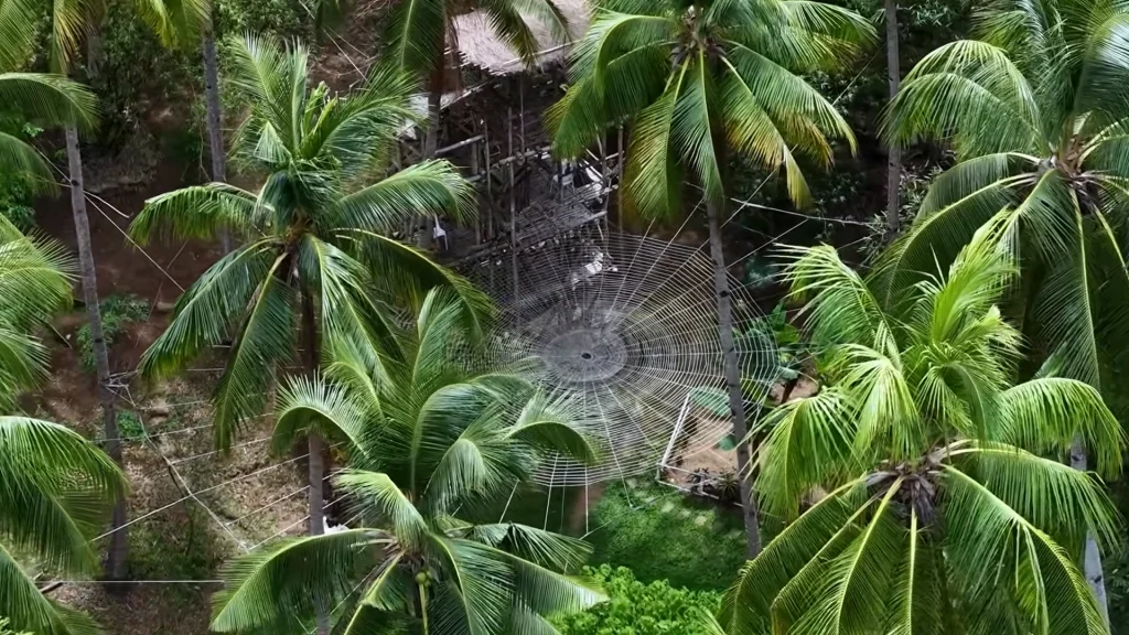 High-angle shot of a massive, man-made "spider web" net made of white ropes suspended between tall coconut palm trees in Santa Catalina, Negros Oriental.